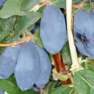 Саджанець Жимолость Бореал Бліззард (Канадська) в контейнері